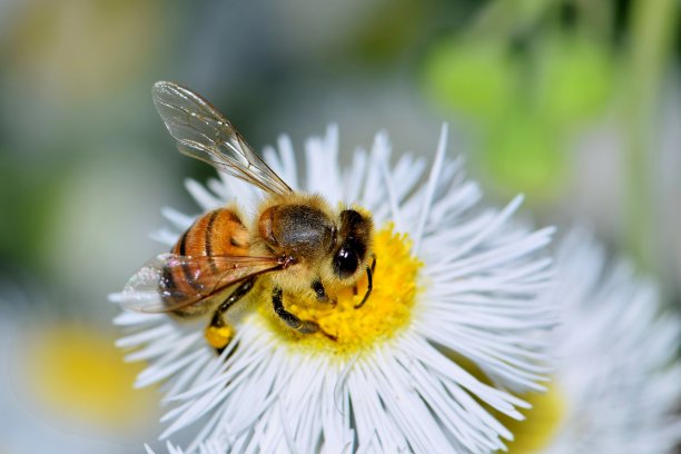 pollination