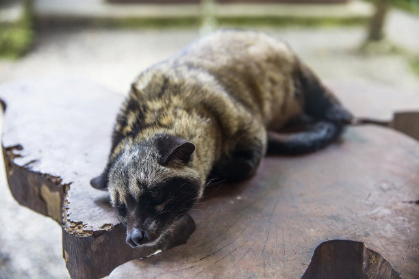 civet