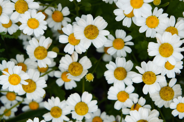 pyrethrum
