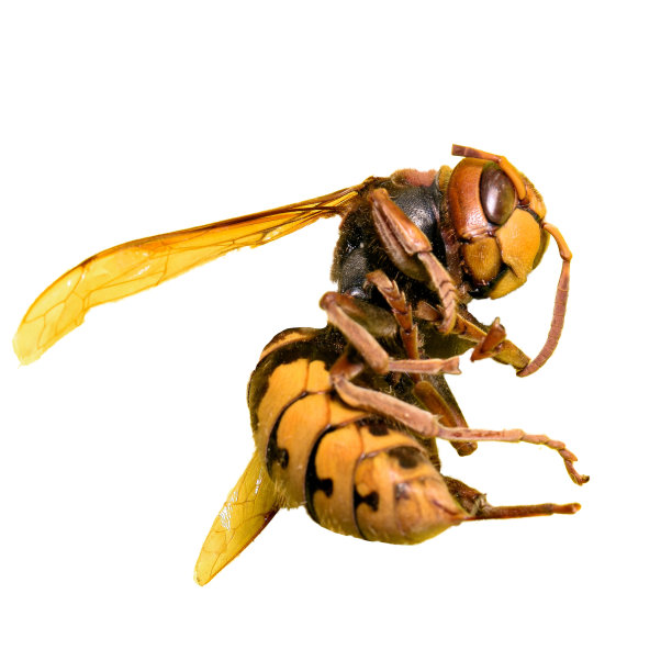 hornets