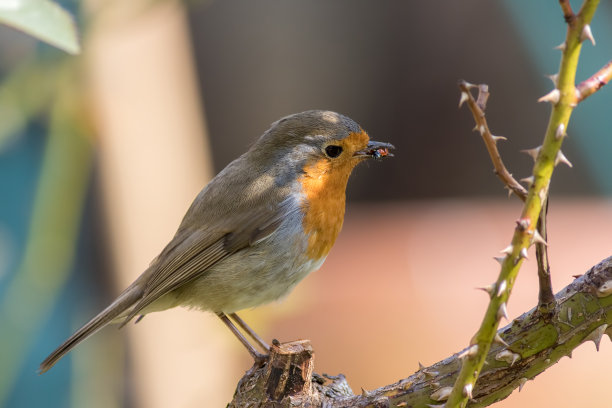 robin-chat