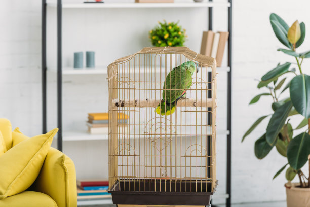 parrots