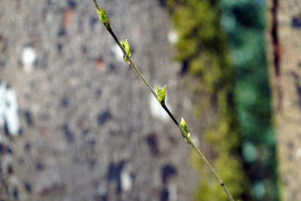 花蕾,叶子,嫩枝