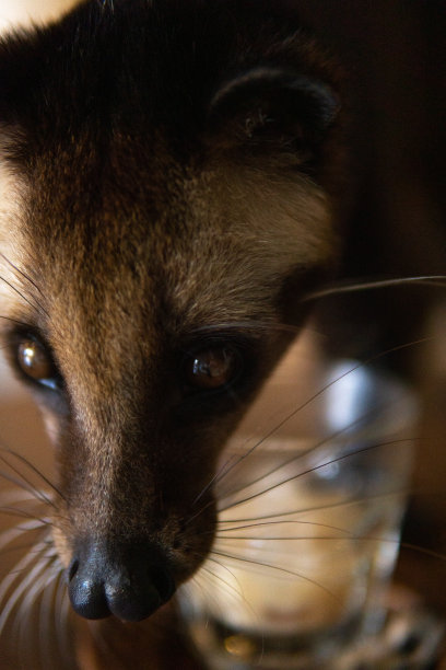 civet