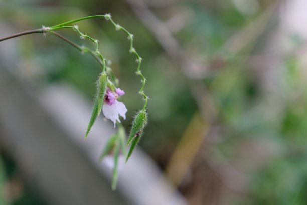 花艺吊牌