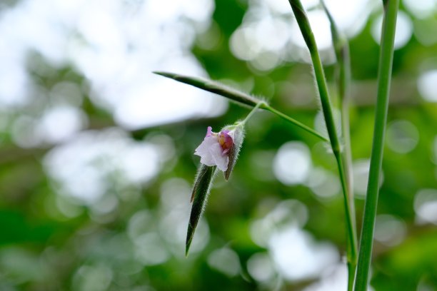 花艺吊牌