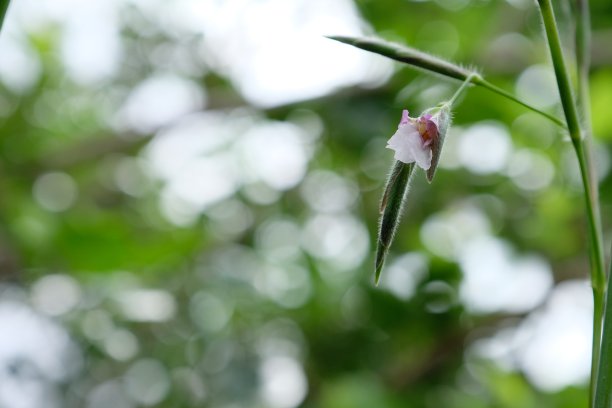 花艺吊牌