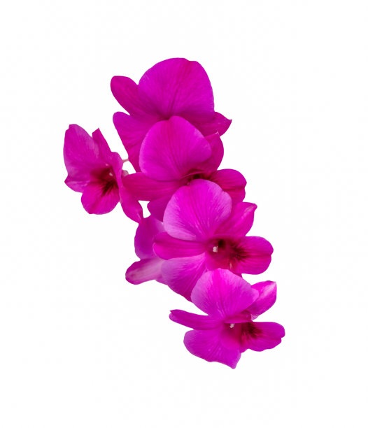 花头,花蕾,花簇
