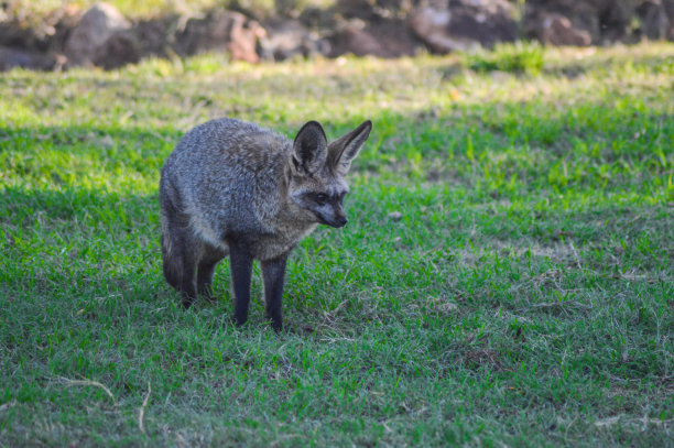 otocyon