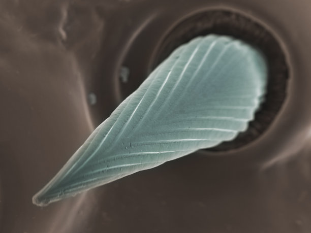 em