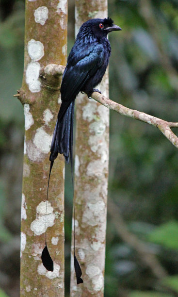 drongo