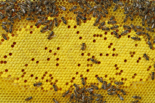 蜂子幼虫