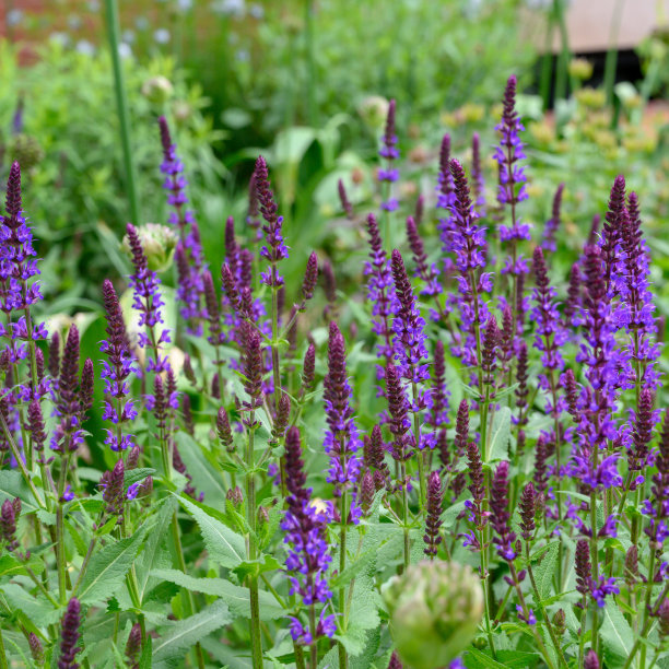 salvia