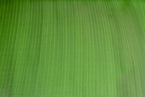 蕉叶纹素材