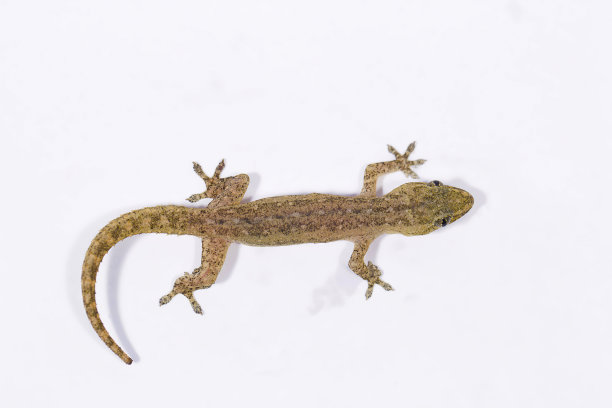 phelsuma