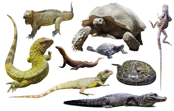 reptilia