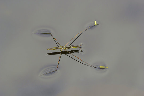 entomology