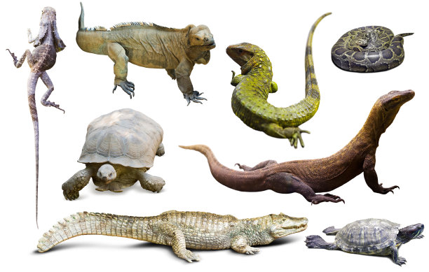 reptilia