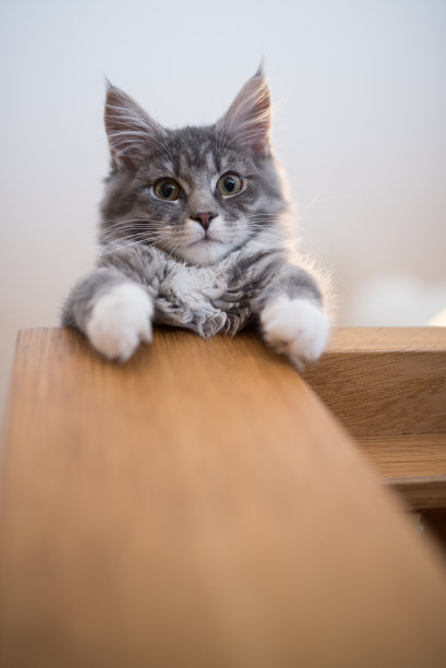 stare