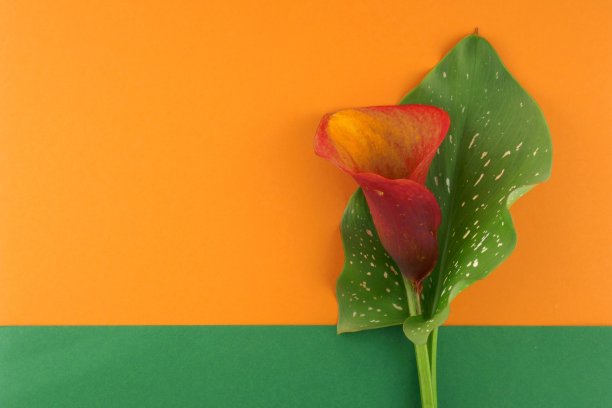 calla