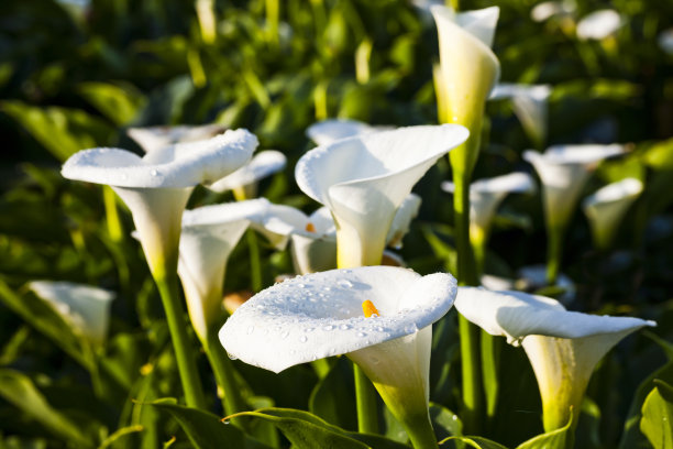 zantedeschia
