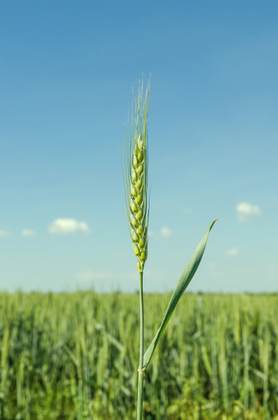 triticum