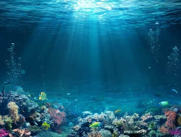 corals