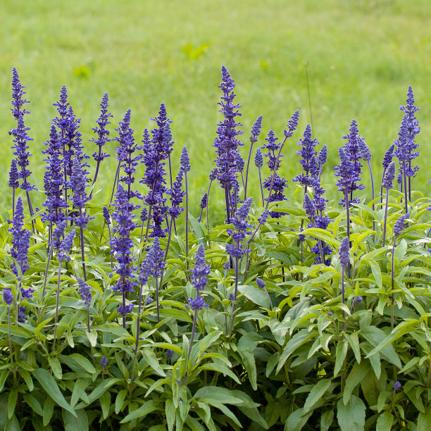 salvia