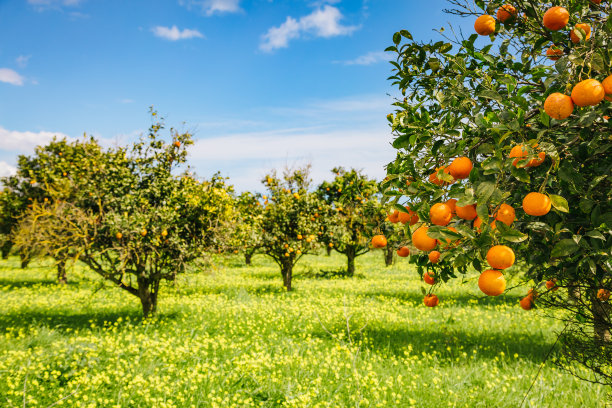 orchard