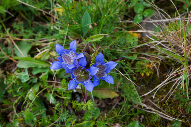 gentian