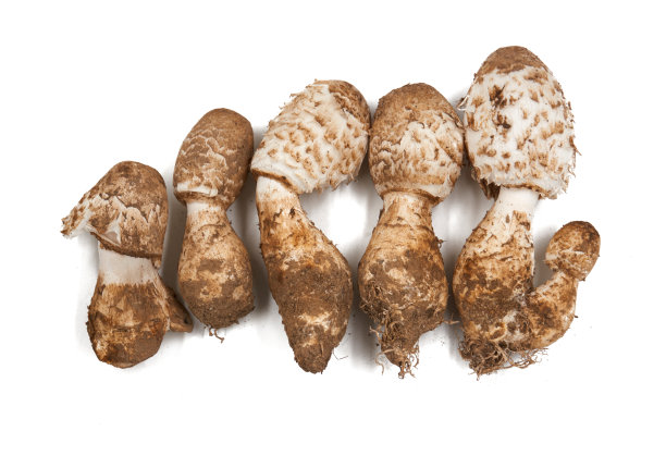 coprinus
