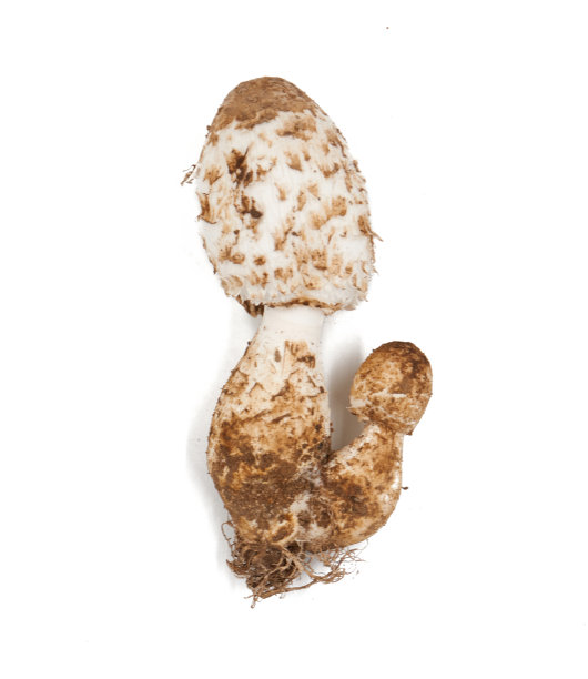 coprinus