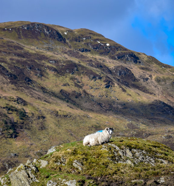 donan
