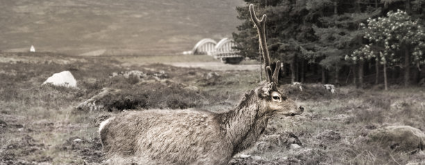 donan