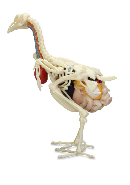 鸡的解剖