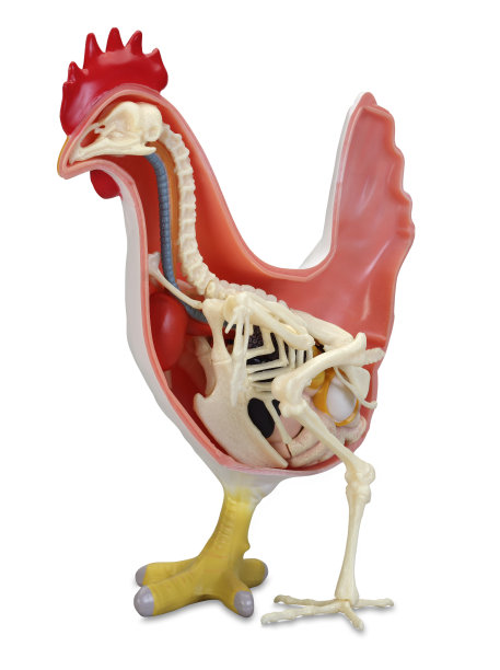 鸡的解剖