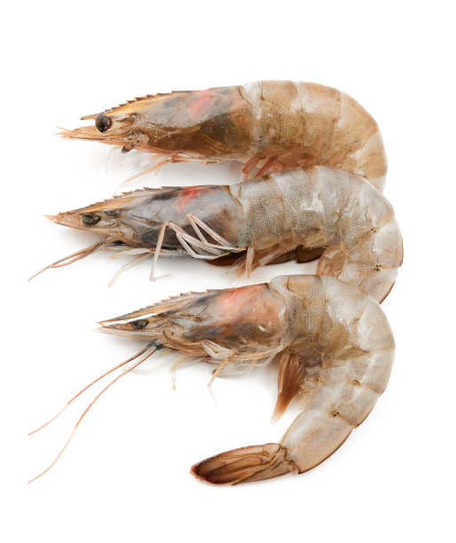 shrimp