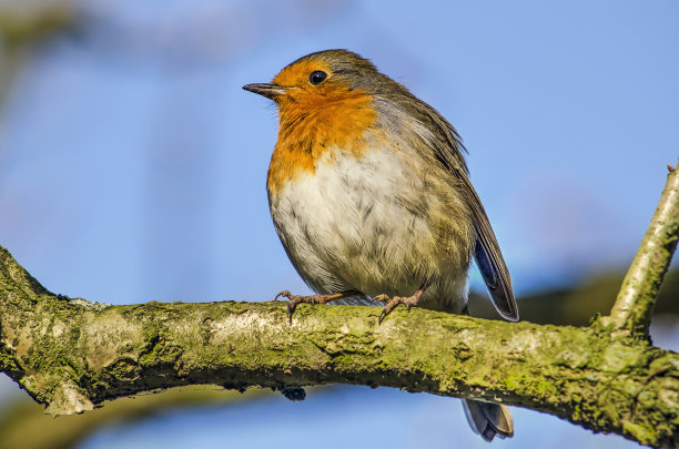 robin