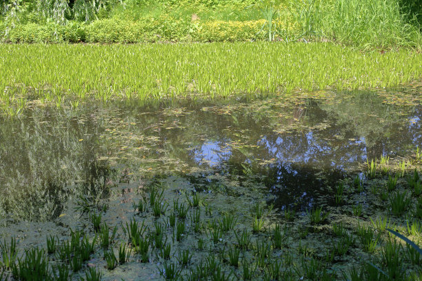 浮萍,城市,水污染