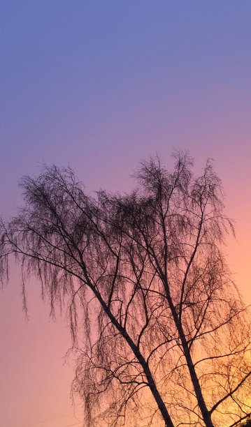 图像技术,背景分离,橙色