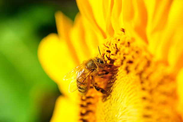 蜜蜂采向日葵
