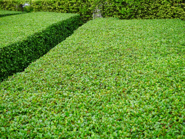 公园,庭院,植物墙,景色