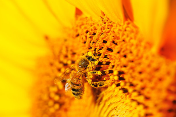 蜜蜂采向日葵
