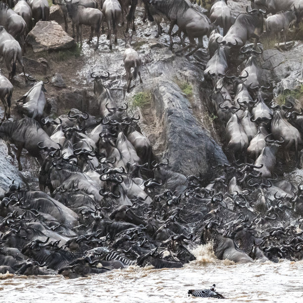 wildebeest