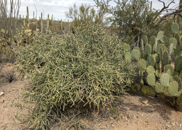 ocotillo