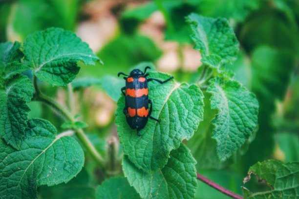 beetles