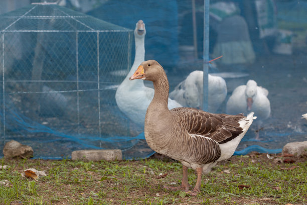 goose
