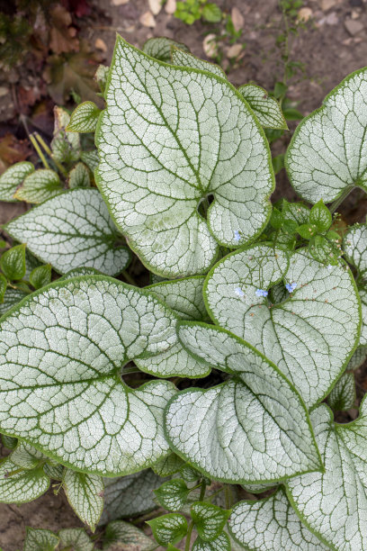 brunnera