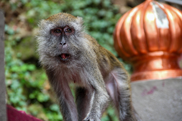 monkey-nut