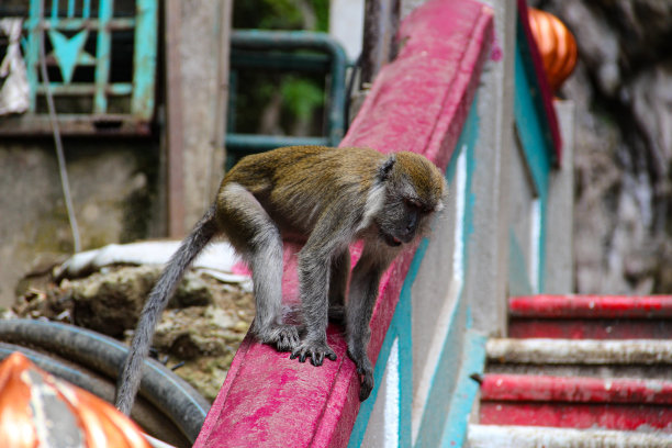monkey-nut